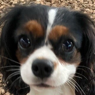 ♥ナナちゃん♥人懐っこくて元気な女の子です！！