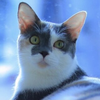 スモーキーな毛色の美猫さん