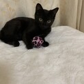 黒の男の子
