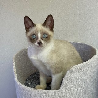 【12/5東銀座】樹くん4ヶ月♪