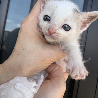 超甘えん坊の子猫