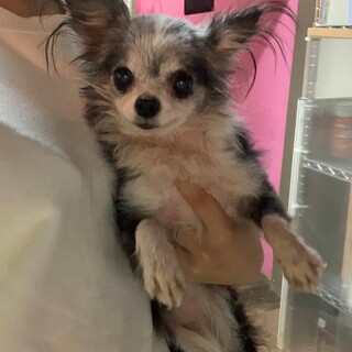 ロングコートチワワ♬かぐやちゃん♪里親絶賛募集中！