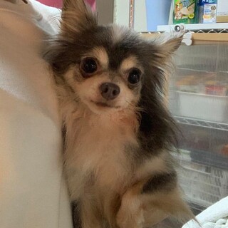 ロングコートチワワ♬シェル♪里親絶賛募集中！