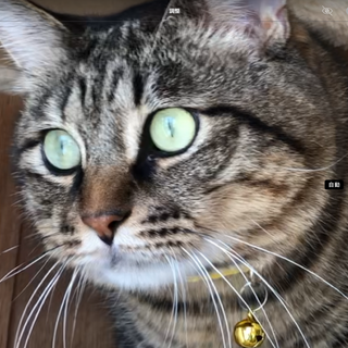 メス猫にモテモテ、大きな猫のエフタくん