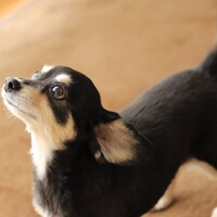 ココ