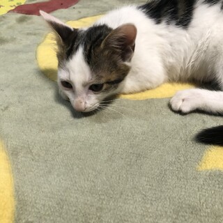 なな君は家族を待っています。