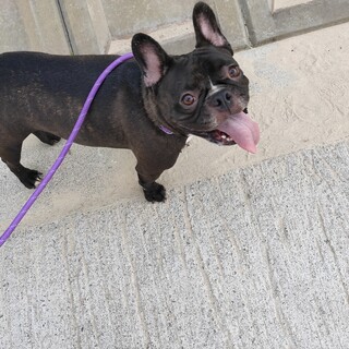 フレンチブルドッグ