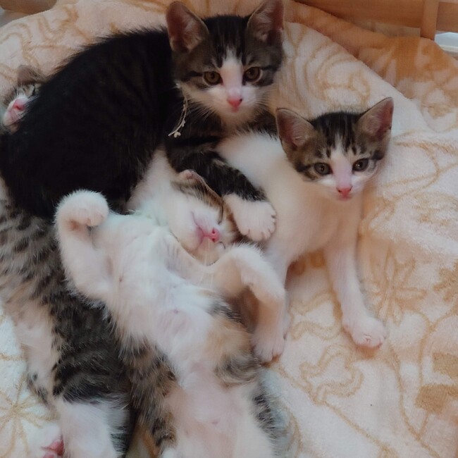 ruruのカバー写真