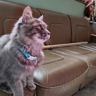 ７ヶ月の長毛猫、家族に迎えてほしいです。