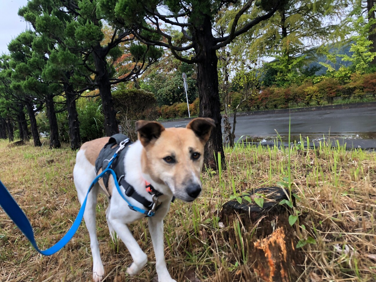 お散歩好きな ルビー ちゃん 東京都 犬の里親募集 3808 ペットのおうち 月間利用者150万人 お散歩好きな ルビー ちゃん 東京都 犬の里親募集 3808 ペットのおうち 月間利用者150万人