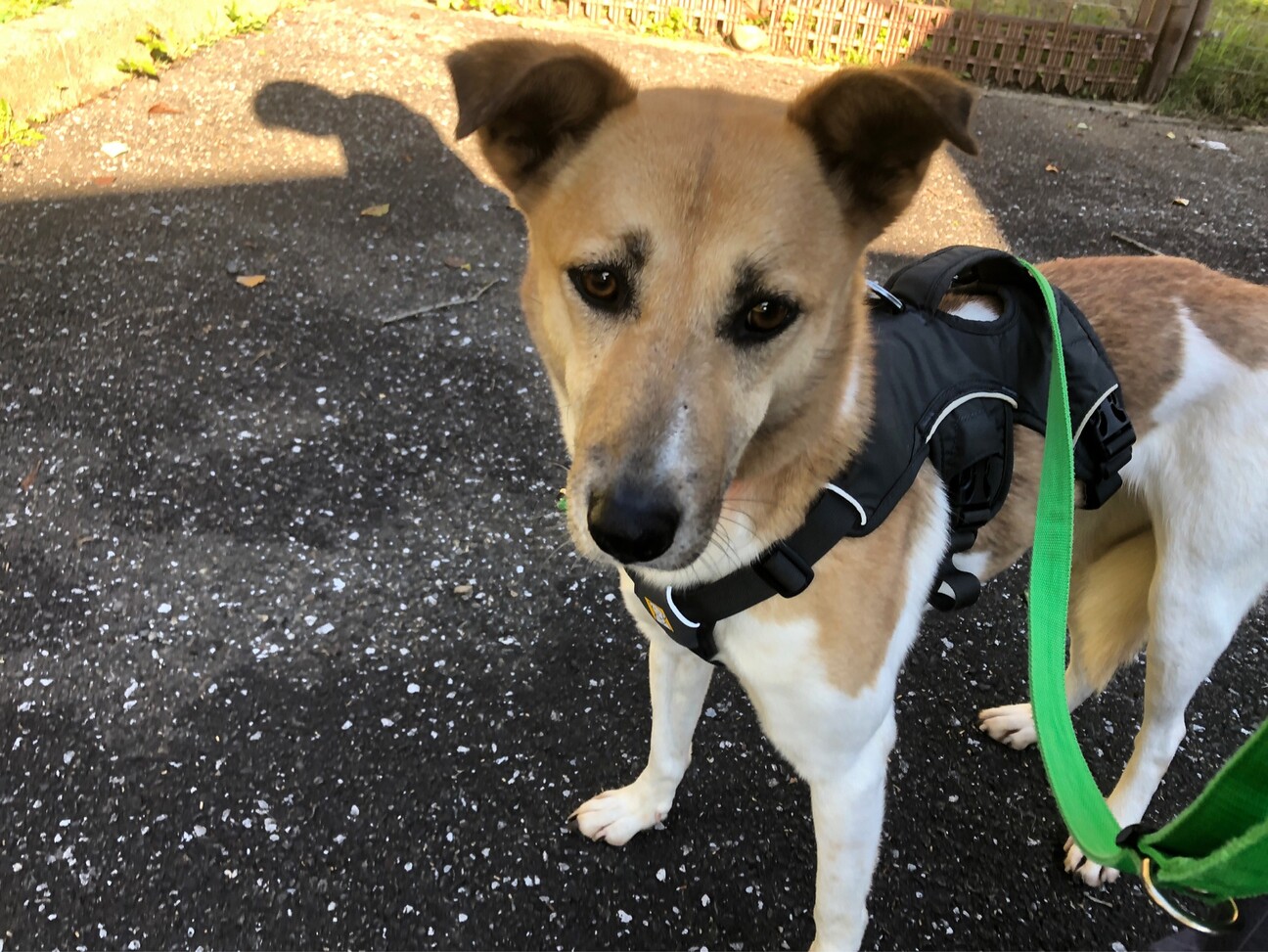 お散歩好きな ルビー ちゃん 東京都 犬の里親募集 3808 ペットのおうち 月間利用者150万人 お散歩好きな ルビー ちゃん 東京都 犬の里親募集 3808 ペットのおうち 月間利用者150万人