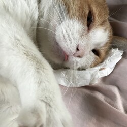 茶色ちゃん保護前のおうち情報！？