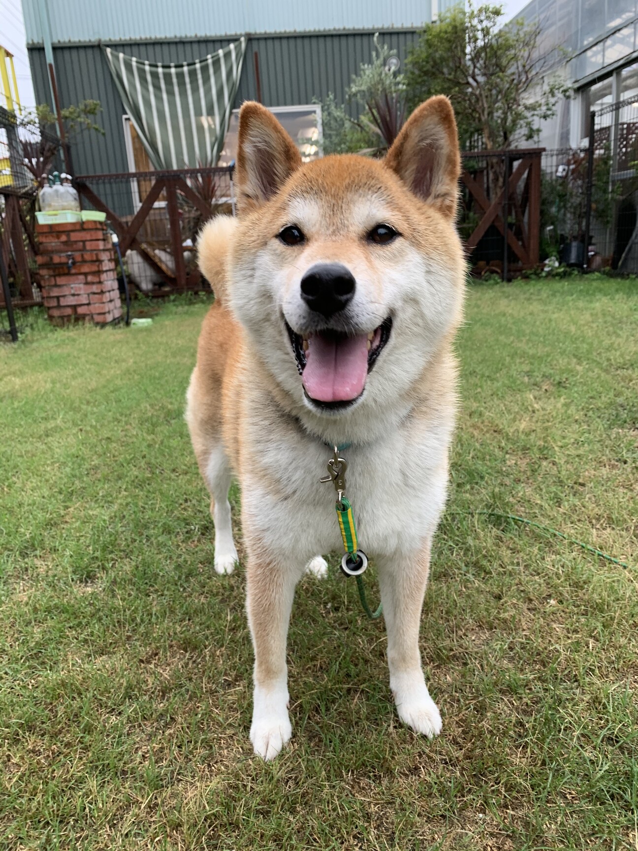 大きめ柴犬ケイくん♂」静岡県 - 犬の里親募集(386443) 1枚目の
