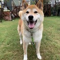 大きめ柴犬ケイくん♂
