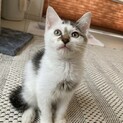 生後1.5ヶ月子猫家族募集中