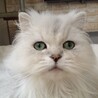 れんれん32さん