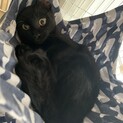 人慣れ修行完了！ハンモック大好き黒猫カイ君。