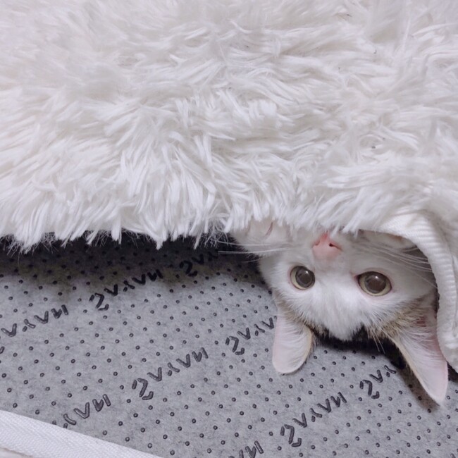 mofumofu_1029のカバー写真