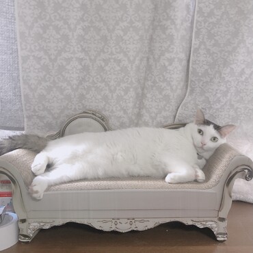 の写真