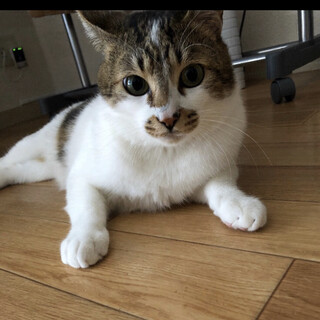 久留米市/キジ白♂