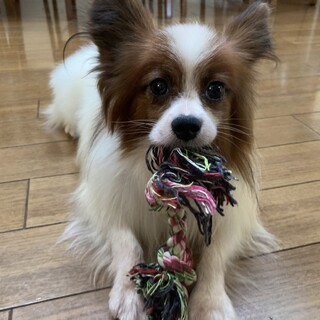 ゆずくん　パピヨン　推定6～8歳