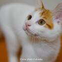 63匹の多頭飼育崩壊から来た、熊千代くん