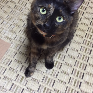 久留米市/サビ猫♀里親募集