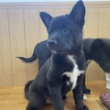 抱っこ大好きな姉妹犬　チョコちゃん