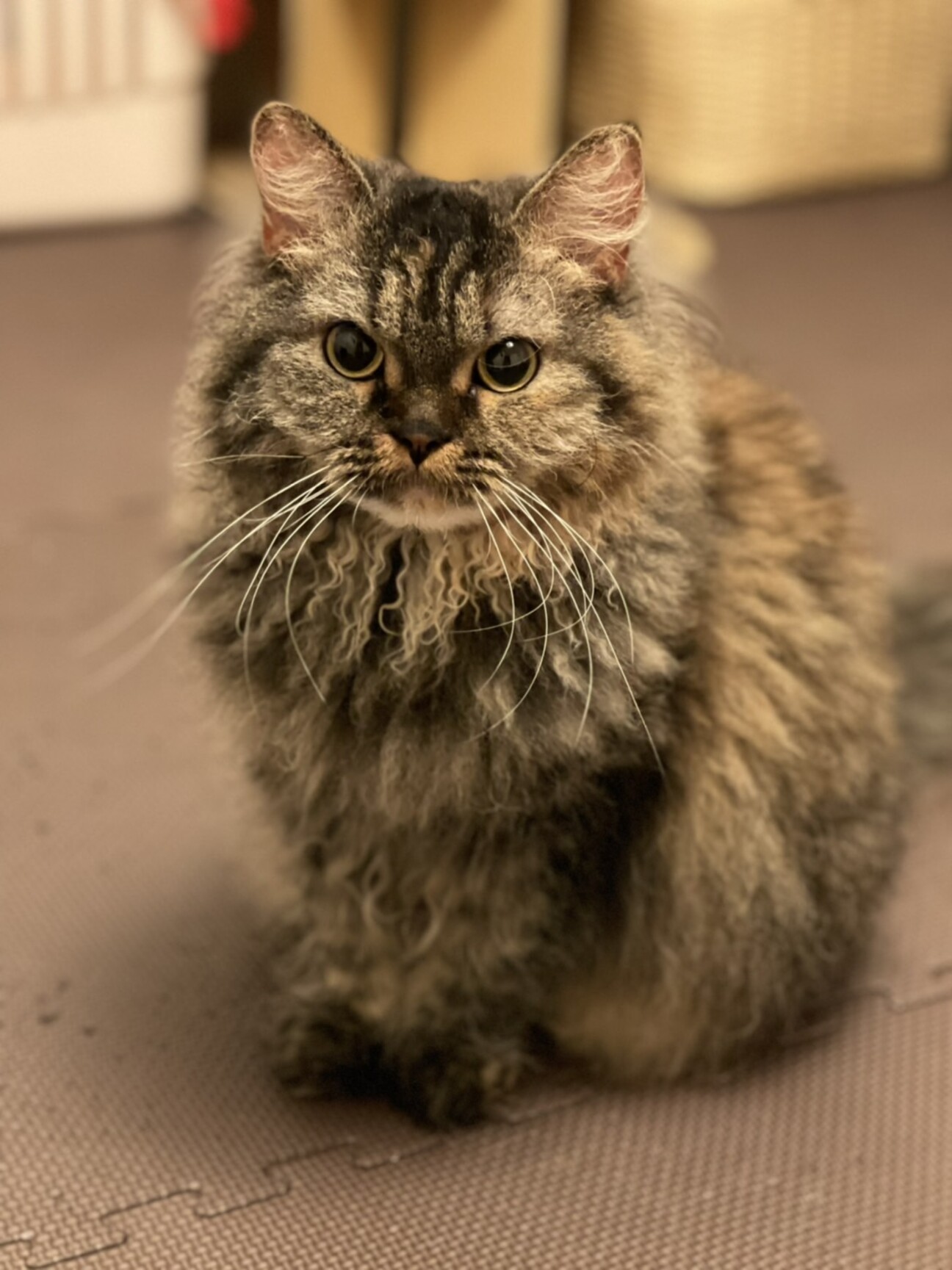 ラパーマ 猫