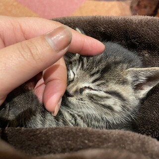 近くの駐車場に捨てられているところを保護しました