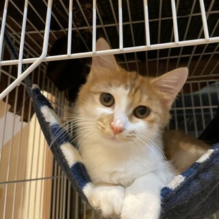 毛足長めのちゃしろ♀こねこ