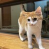 毛足長めのちゃしろ♀こねこ サムネイル2