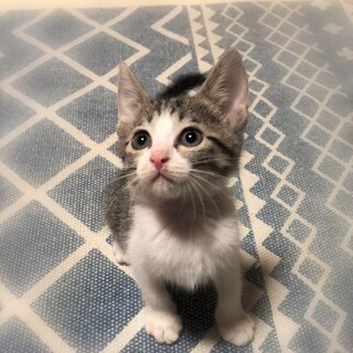 元気なキジ白女の子☆ひよこまめちゃん