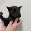黒猫のだんご♪ 1.5ヶ月男の子