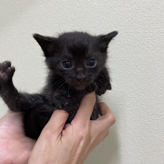 黒猫のだんご♪ 1.5ヶ月男の子