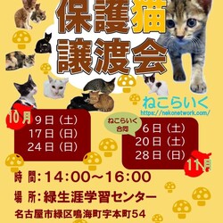 名古屋市緑区猫の譲渡会