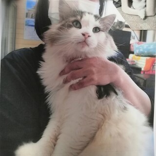 おっとり人懐こいノルウェージャン♂手術検査済