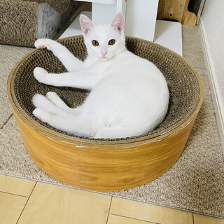 人慣れバッチリ　ラスクくん