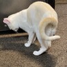 こんなに曲がる尻尾って凄いでしょ