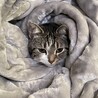 出たくニャイ