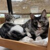 狭いけどくっついてるとポカポカにゃ〜