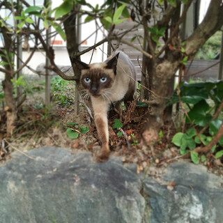 里親さん募集中！