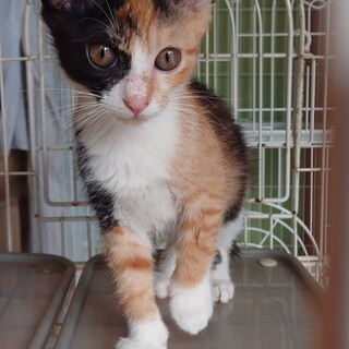 個別面会OK 可愛い三毛猫ちゃん