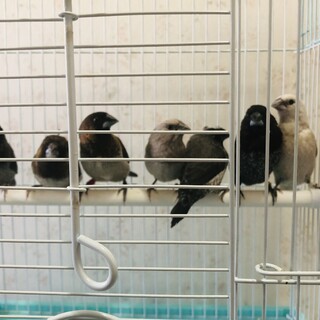 十姉妹 7羽『ヨーロッパ・日本十姉妹』里親募集