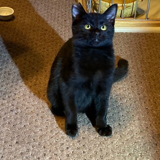 魅力たっぷり、黒猫お坊ちゃん