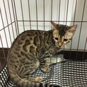 ベンガル猫4ヶ月女の子千葉市手渡しマッチングあり
