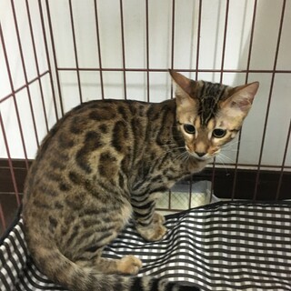 ベンガル猫4ヶ月女の子千葉市手渡しマッチングあり