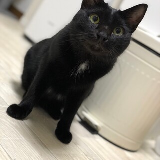 白いパンツをはいたひじきくん