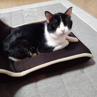 頑張って生きて来ました。ボクを家族に入れて下さい。