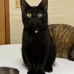 猫の譲渡会IN島田市